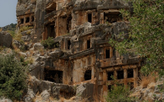 Pexels immortelleana 27260888