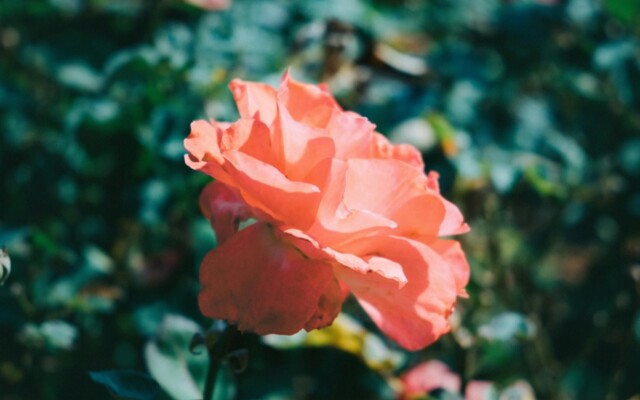 Pexels minasenishino 29482669