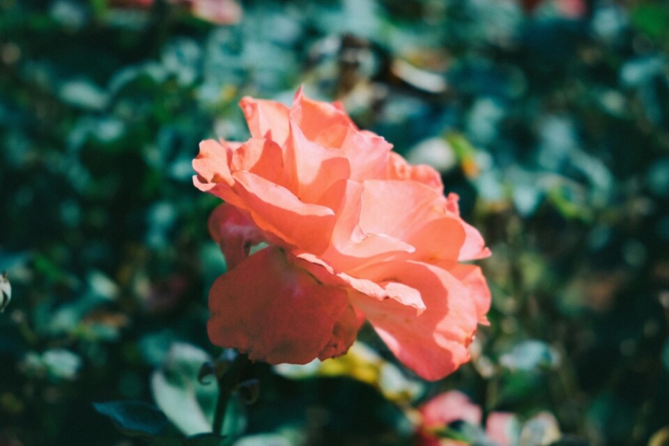 Pexels minasenishino 29482669